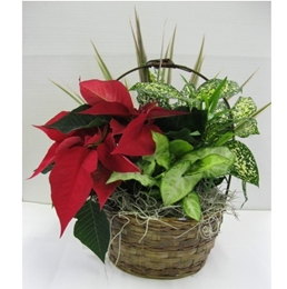 Poinsettia Basket